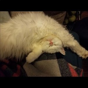 Meet your Posher, Grace